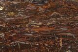 Polished Petrified Wood Rip-Cut - Live Oak County, Texas #163657-1